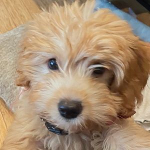 Meet your Posher, Katelyn